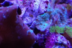 coral-mushroom-purple-on-clam-shell-033