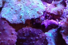 coral-mushroom-purple-on-clam-shell-034