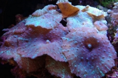 coral-mushroom-purple-on-clam-shell-035