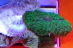 coral-mushroom-recordea-green-001