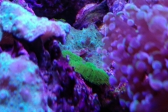 coral-mushroom-recordea-green-005