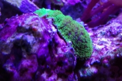 coral-mushroom-recordea-green-006