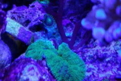 coral-mushroom-recordea-green-007