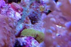 coral-mushroom-recordea-green-008