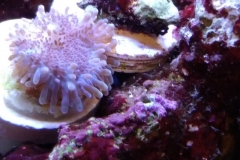 coral-mushroom-recordea-pink-001