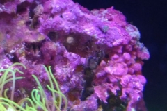 new-coral-growth-coraline-algae-001