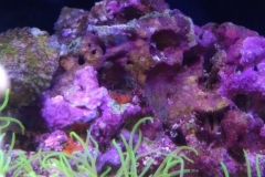 new-coral-growth-coraline-algae-003