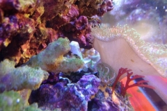 new-coral-growth-coraline-algae-004