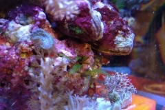 new-coral-growth-coraline-algae-005