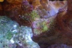 new-coral-growth-coraline-algae-006