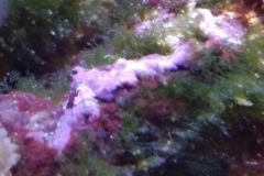 new-coral-growth-coraline-algae-008