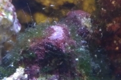 new-coral-growth-coraline-algae-009