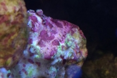 new-coral-growth-coraline-algae-010