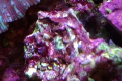 new-coral-growth-coraline-algae-011