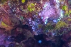 new-coral-growth-coraline-algae-012