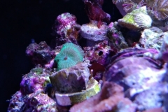 new-coral-growth-coraline-algae-013