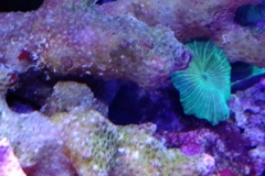 new-coral-growth-coraline-algae-015