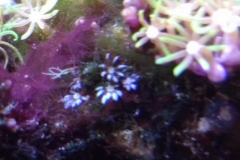 new-coral-growth-star-polyp-001