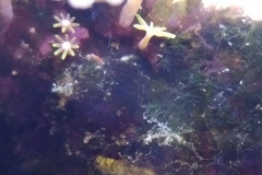 new-coral-growth-star-polyp-002