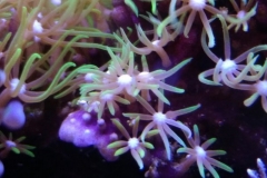 new-coral-growth-star-polyp-003