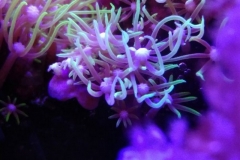 new-coral-growth-star-polyp-004