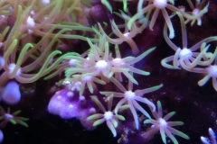 new-green-star-polyp-coral-growth-001