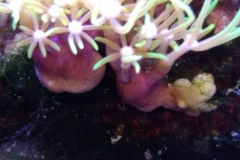 new-green-star-polyp-coral-growth-002