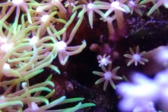 new-green-star-polyp-coral-growth-003