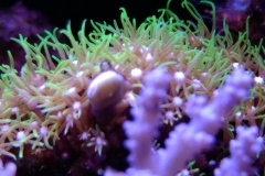 new-green-star-polyp-coral-growth-004