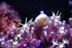 new-green-star-polyp-coral-growth-005