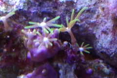 new-green-star-polyp-coral-growth-006