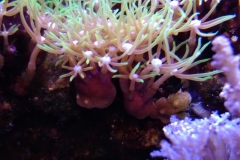 new-green-star-polyp-coral-growth-007