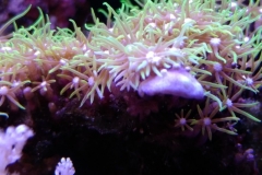 new-green-star-polyp-coral-growth-009