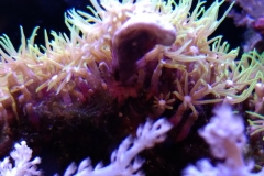 new-green-star-polyp-coral-growth-010