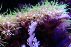 new-green-star-polyp-coral-growth-011