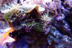 new-green-star-polyp-coral-growth-012