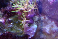 new-green-star-polyp-coral-growth-013