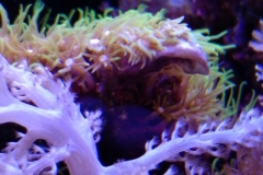 new-green-star-polyp-coral-growth-015