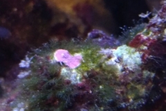 new-purple-coraline-algae-growth-001