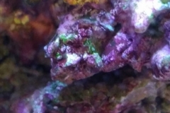 new-purple-coraline-algae-growth-002