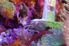 new-purple-coraline-algae-growth-003