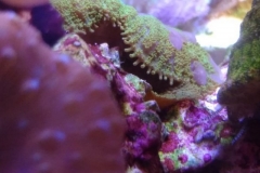 new-purple-coraline-algae-growth-004