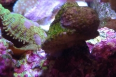 new-purple-coraline-algae-growth-005