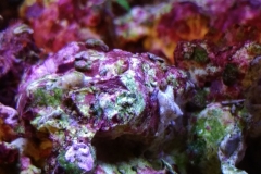 new-purple-coraline-algae-growth-007