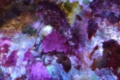 new-purple-coraline-algae-growth-008