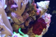 new-purple-coraline-algae-growth-009