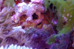 new-purple-coraline-algae-growth-010