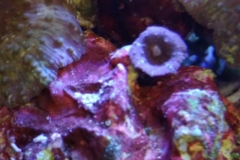 new-purple-coraline-algae-growth-011