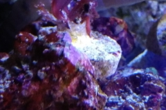 new-purple-coraline-algae-growth-015