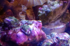 new-purple-coraline-algae-growth-016